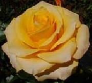 unknow artist, Realistic Yellow Rose